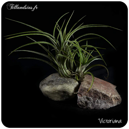 Tillandsia vernicosa 
