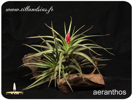 Tillandsia aeranthos
