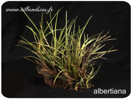 Tillandsia albertiana