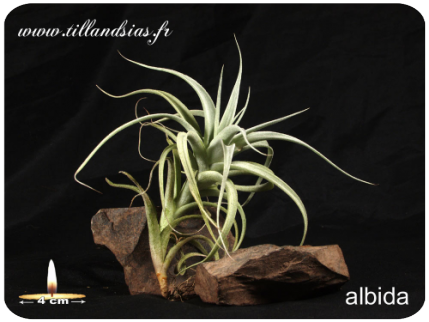 Tillandsia albida 