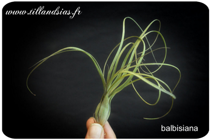 Tillandsia balbisiana