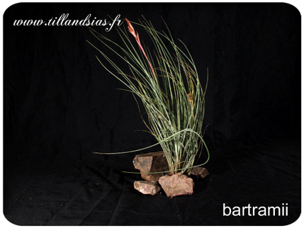 Tillandsia bartramii