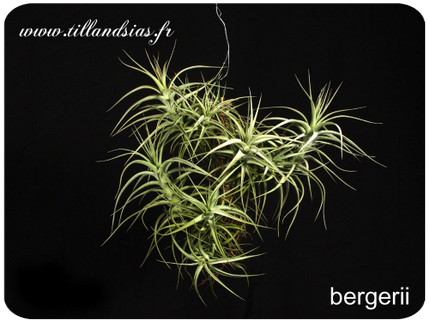 Tillandsia bergerii 