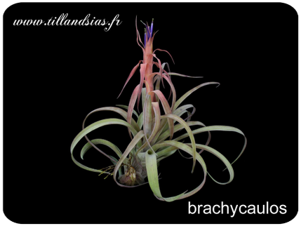Tillandsia brachycaulos