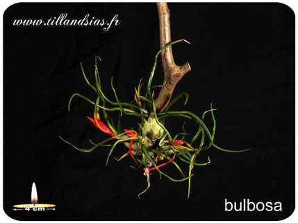 Tillandsia bulbosa