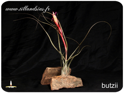 Tillandsia butzii 