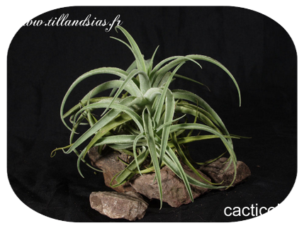 Tillandsia cacticola 