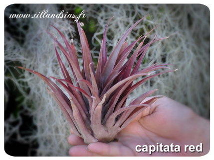 Tillandsia capitata ‘red’