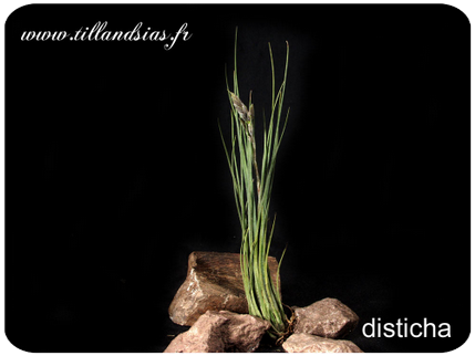 Tillandsia disticha