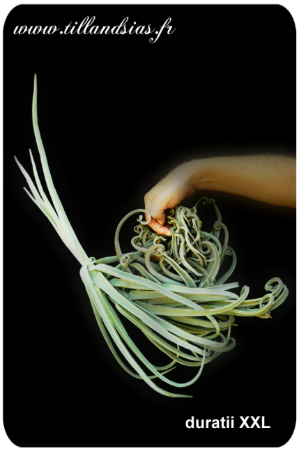Tillandsia duratii XXL