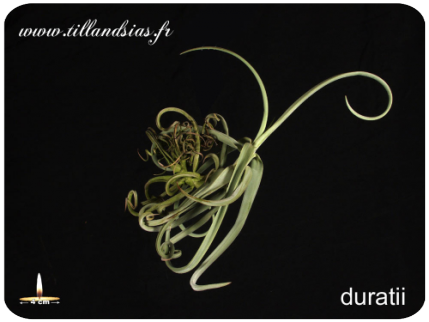 Tillandsia duratii 