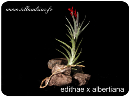 Tillandsia edithae x albertiana 