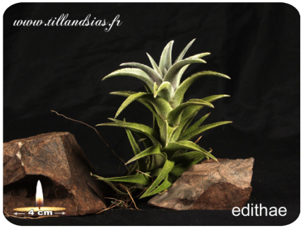 Tillandsia edithae
