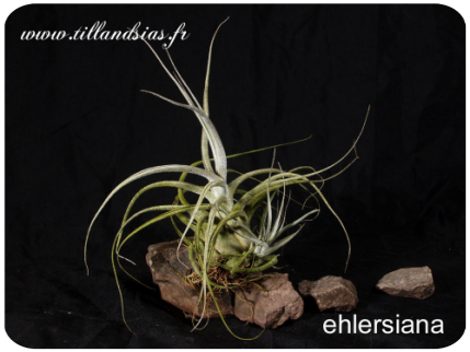 Tillandsia ehlersiana