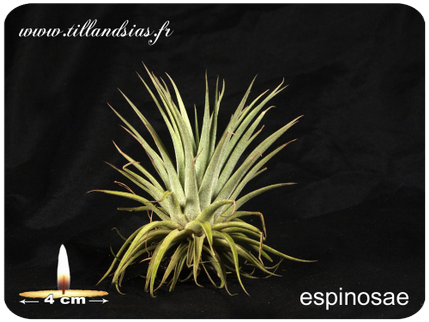 Tillandsia espinosae 