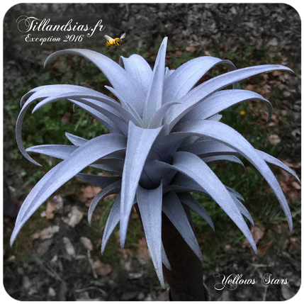 Tillandsia disticha