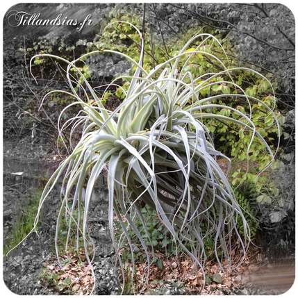 Tillandsia disticha