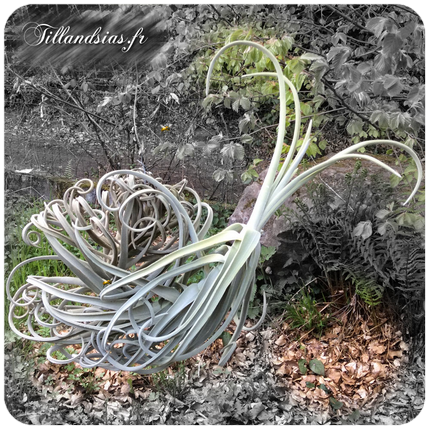 Tillandsia disticha