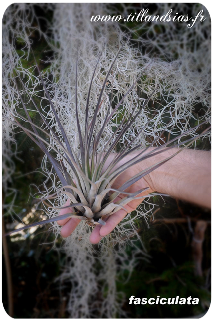 Tillandsia fasciculata
