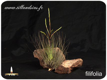 Tillandsia filifolia