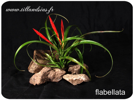 Tillandsia flabellata 