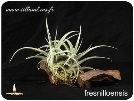Tillandsia fresnilloensis