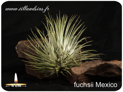 Tillandsia fuchsii var. fuchsii 