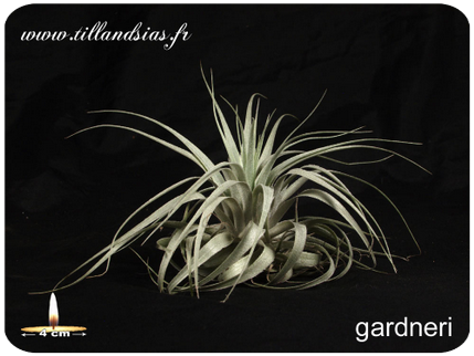 Tillandsia gardneri 