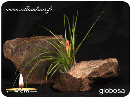 Tillandsia globosa