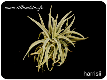 Tillandsia harrisii