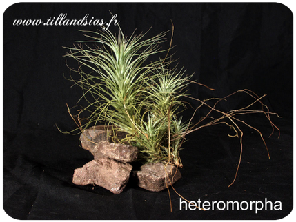 Tillandsia heteromorpha