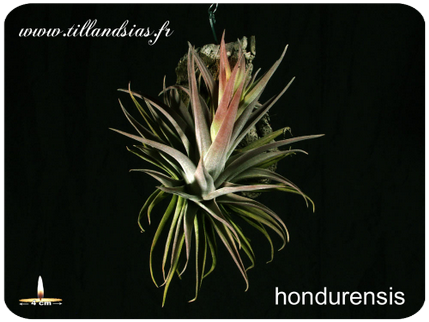 Tillandsia hondurensis
