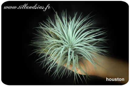 Tillandsia ‘houston’