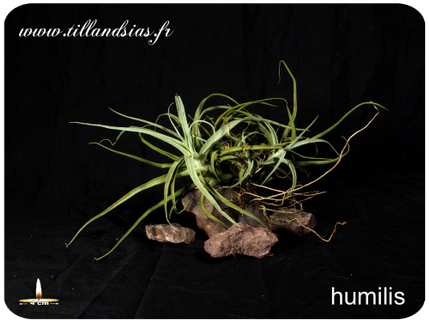 Tillandsia humilis