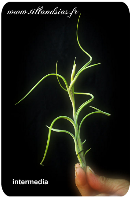 Tillandsia intermedia