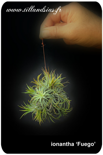 Tillandsia ionantha ‘Fuego’