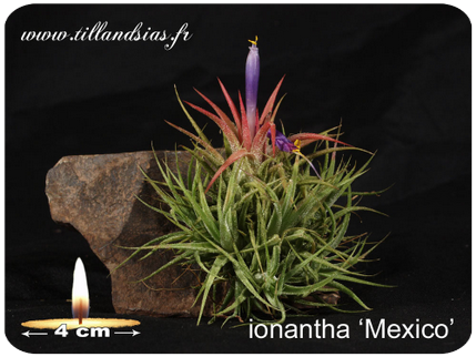 Tillandsia ionantha ‘Mexico’