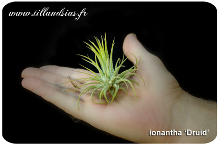 Tillandsia ionantha ‘Druid’