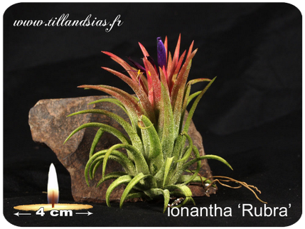 Tillandsia ionantha ‘Rubra’