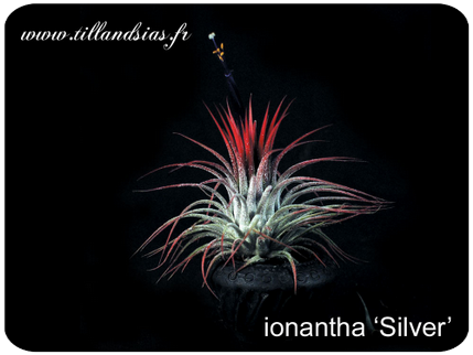 Tillandsia ionantha ‘Silver’