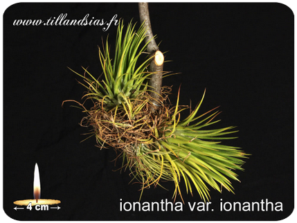Tillandsia ionantha var. ionantha