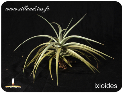Tillandsia ixioides