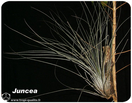 Tillandsia juncea 