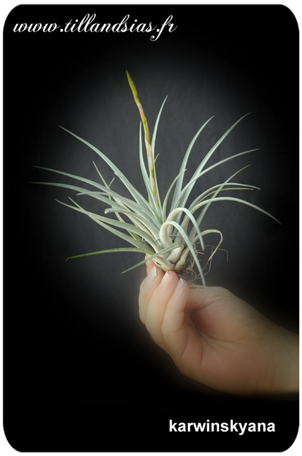 Tillandsia karwinskyana 