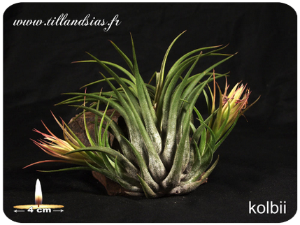 Tillandsia kolbii