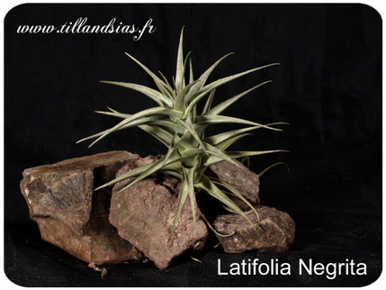 Tillandsia latifolia ‘Negrita‘