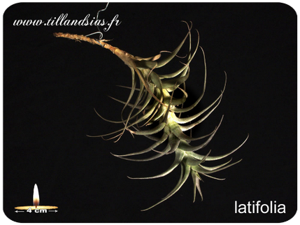 Tillandsia latifolia 