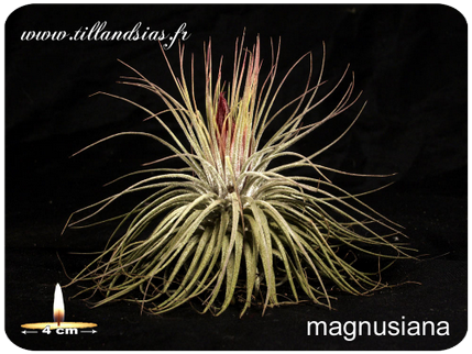 Tillandsia magnusiana