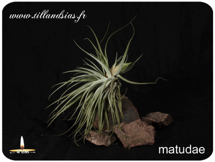 Tillandsia matudae