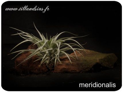 Tillandsia meridionalis 